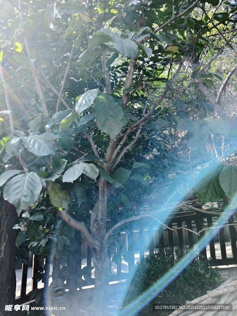 林间光影下的繁茂绿植