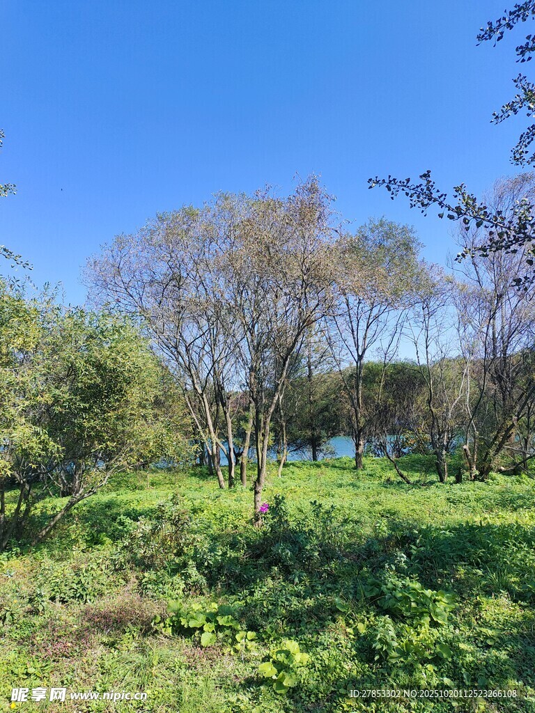 绿意盎然的户外自然景致