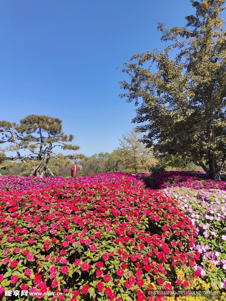 绚丽花海