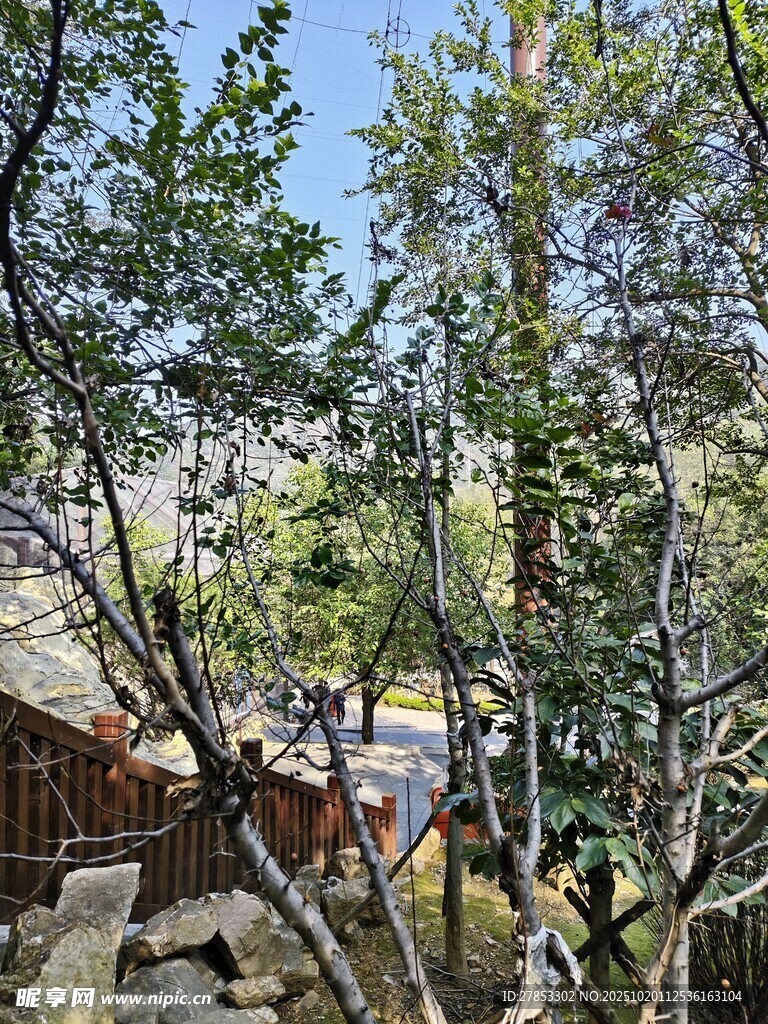 山林间的木屋与葱郁树木