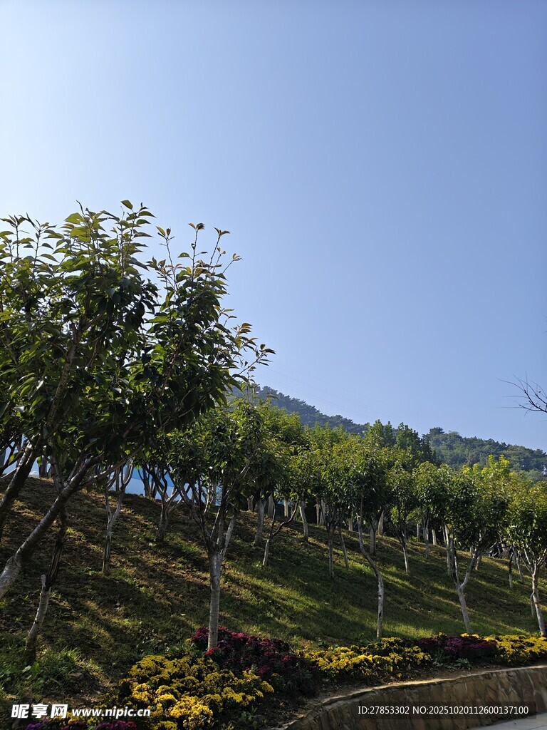 山坡上的多彩植物景观