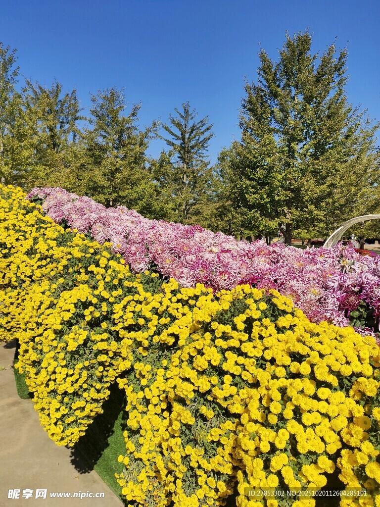 多彩花卉装点美丽景致