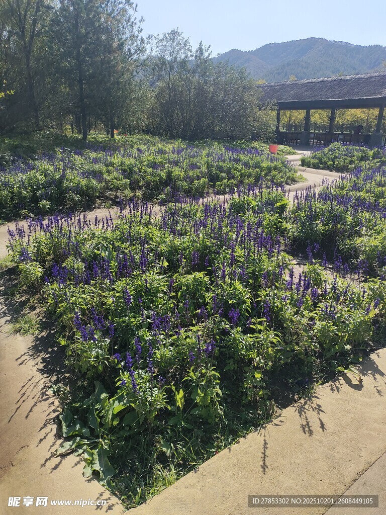 美丽花卉种植园景观
