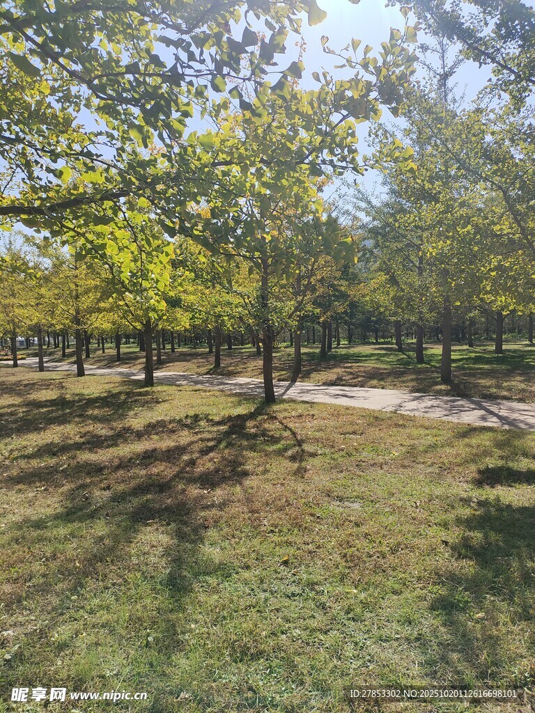 秋日林间草地美景