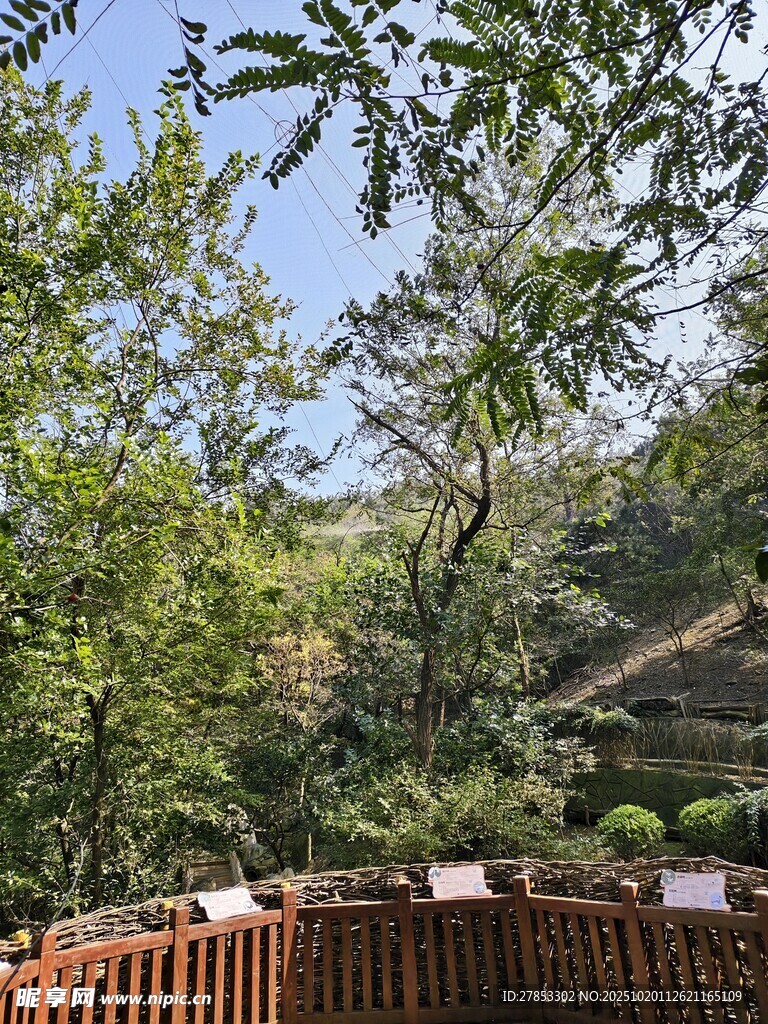 围栏内的繁茂绿植景观