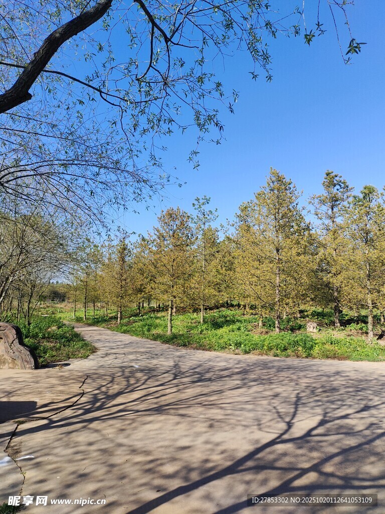 春日林间小道风景