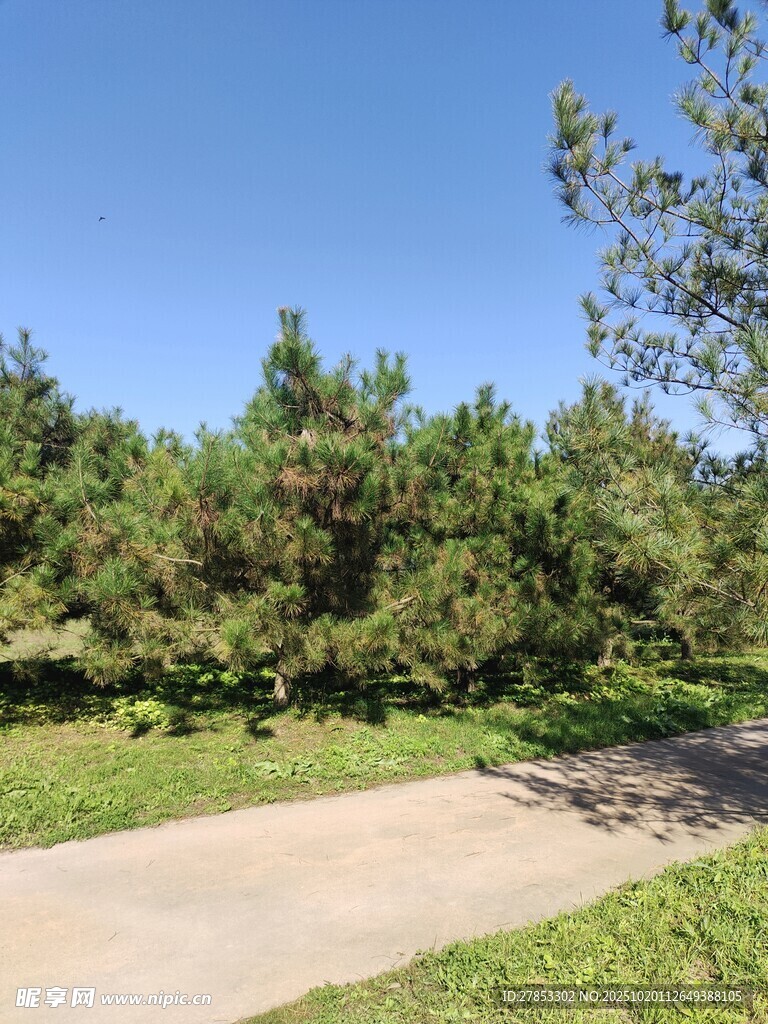 林间小道