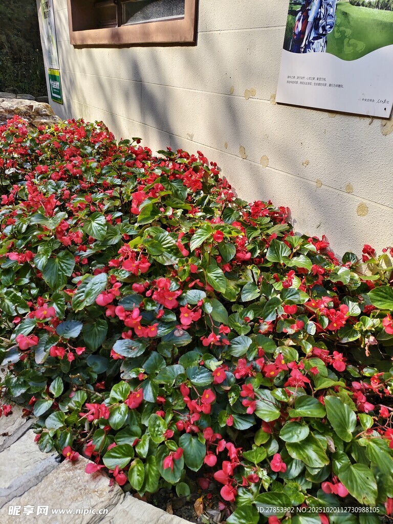 鲜艳花丛装点户外角落