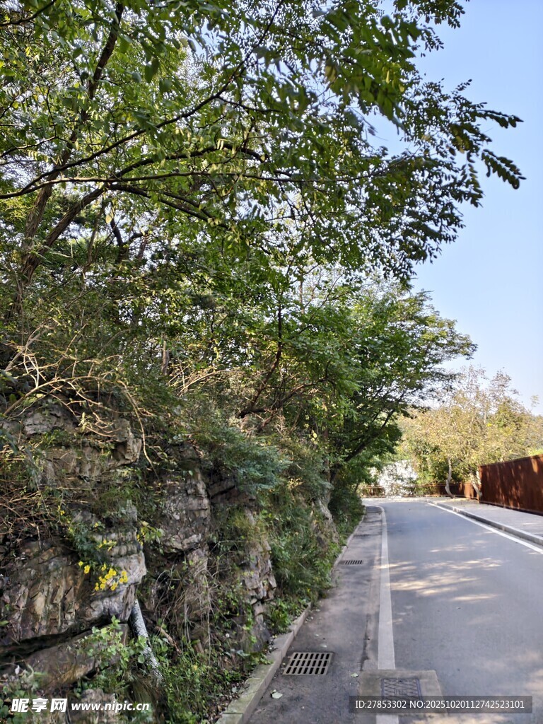 林间静谧小路