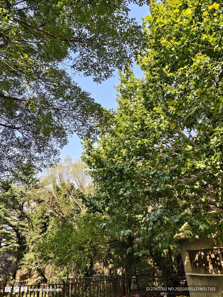 绿荫下的静谧景致