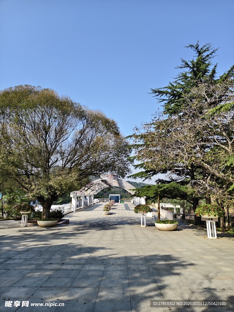 宁静街道旁的葱郁树木