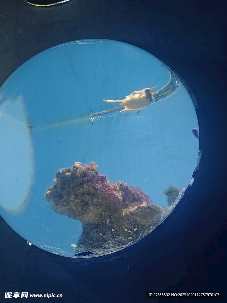 透过舷窗看海中景象