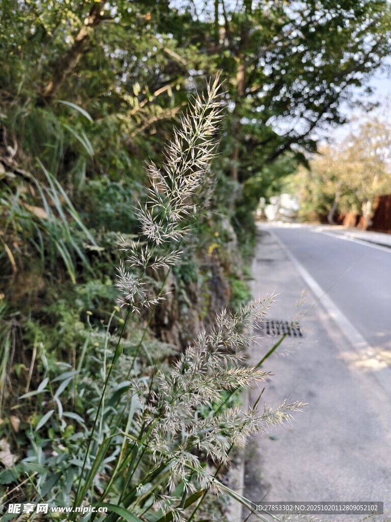路边繁茂绿植景观