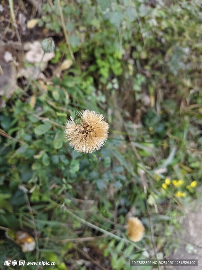 野外绽放的黄色花朵