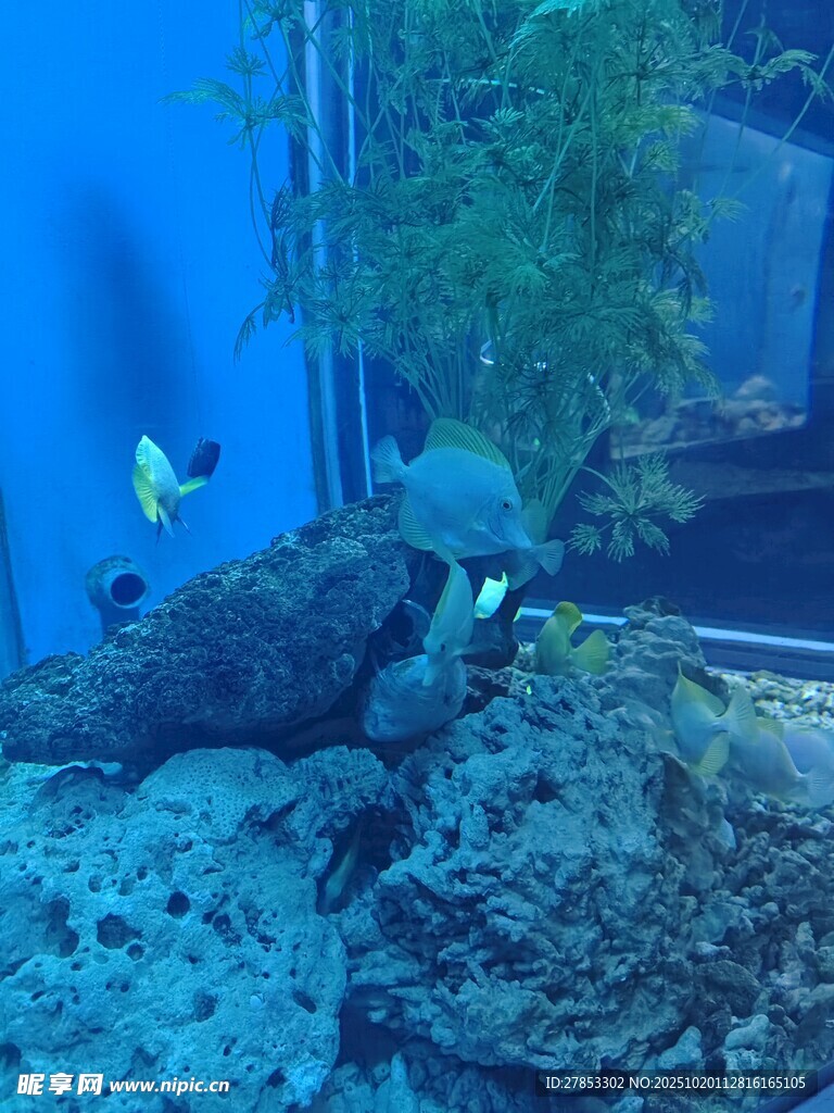 蓝色水族箱内的生机景象