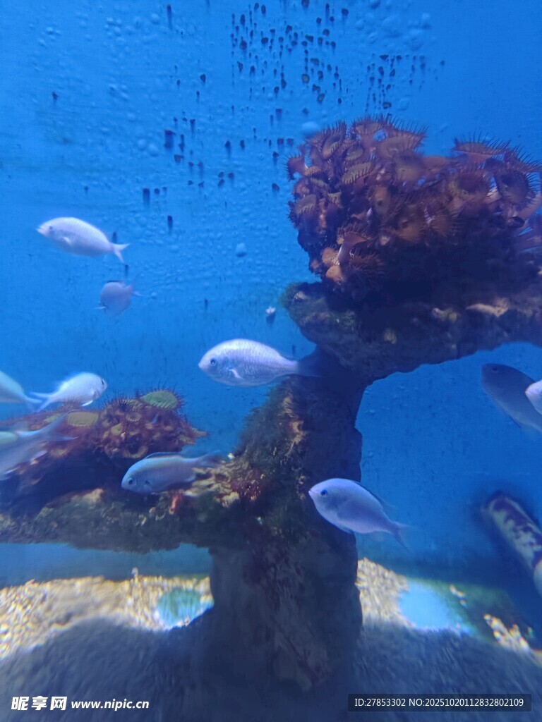海底珊瑚与游动的小鱼