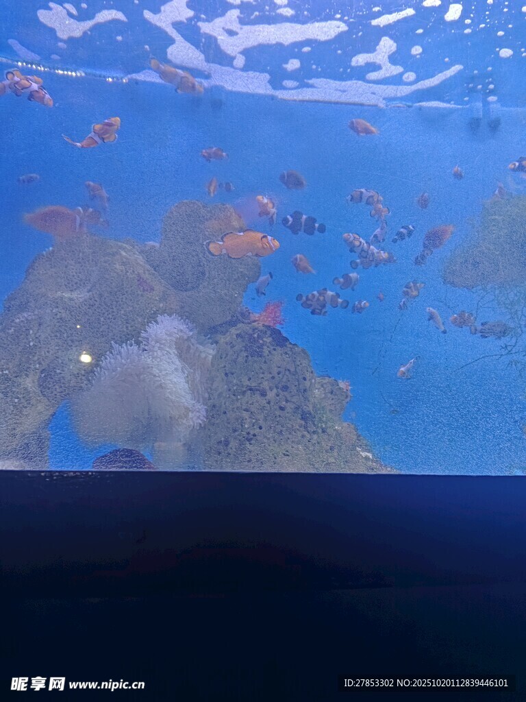 海底缤纷鱼群与珊瑚景观