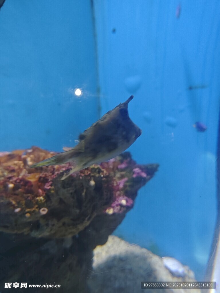 水族馆中的神秘海底生物