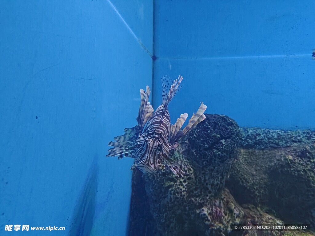 水族馆中的多彩海洋生物