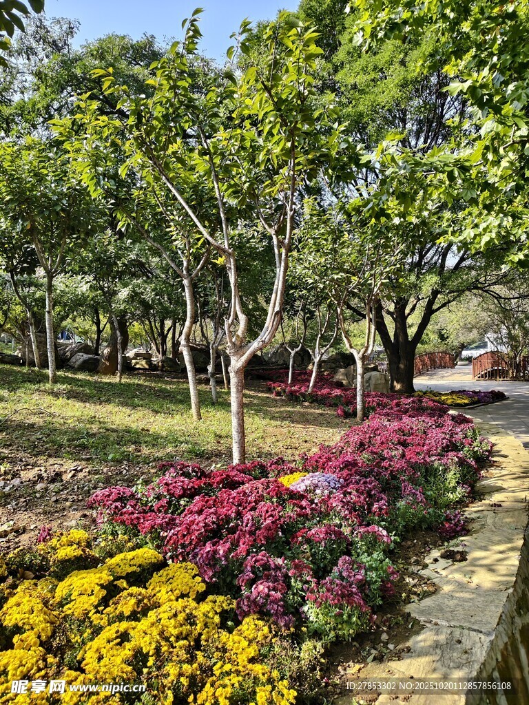公园多彩花卉与绿树景观