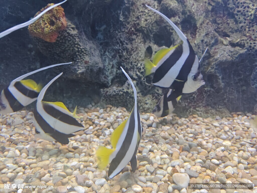 水中游弋的美丽条纹海鱼