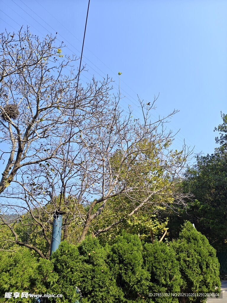 路边树木与葱郁绿植景观