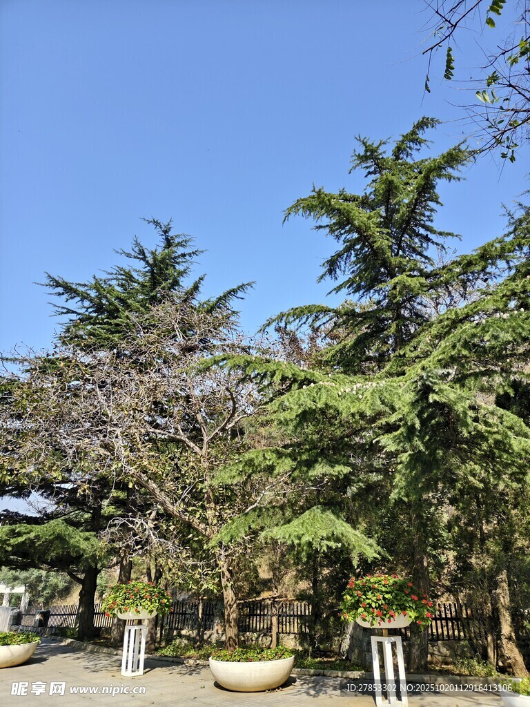 户外葱郁树木景观