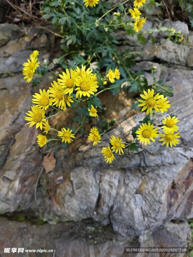 岩石旁绽放的黄色小花