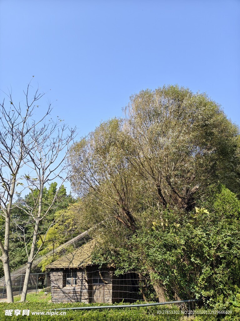 乡村小屋旁的繁茂树木