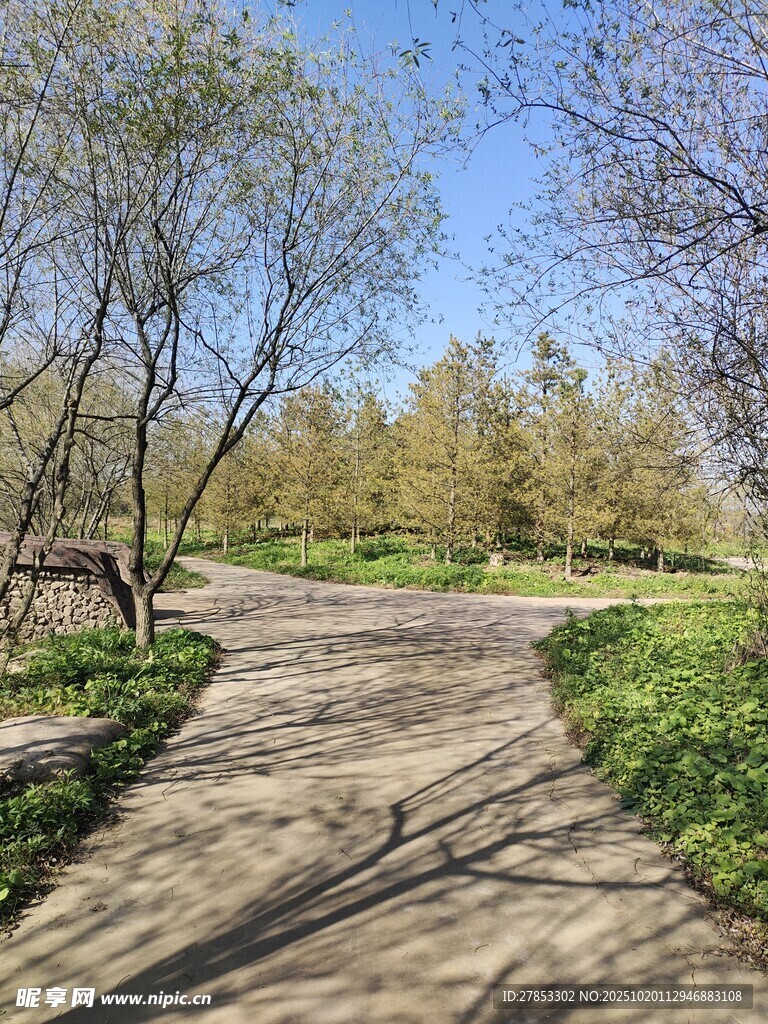 林间小径