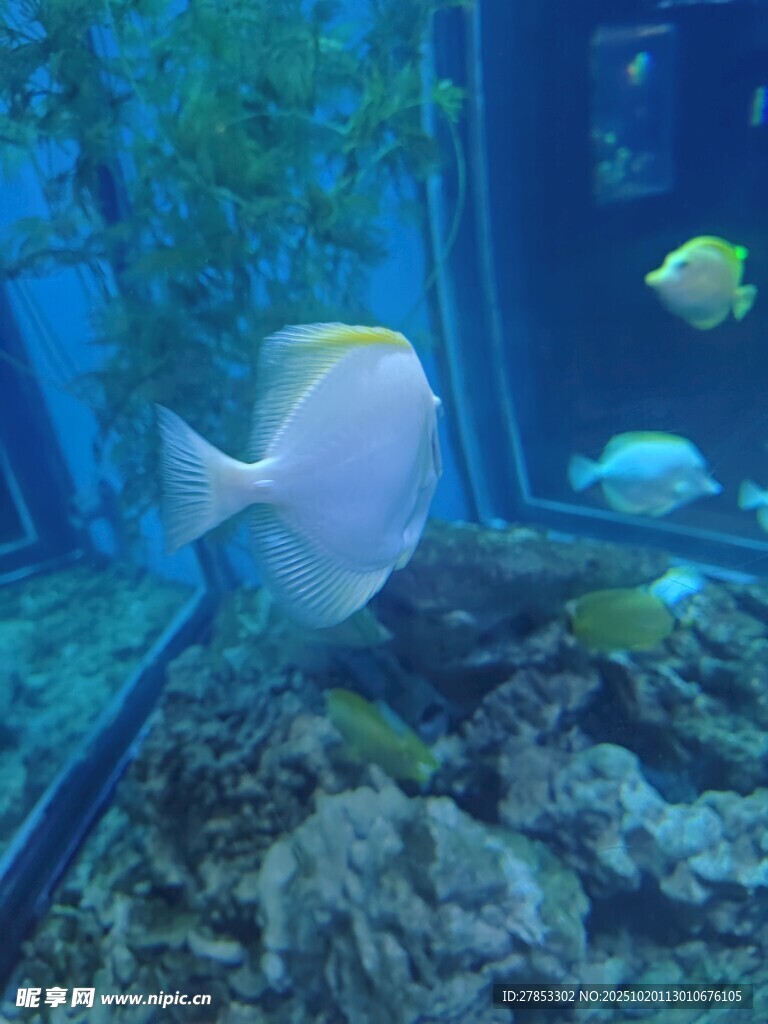 水族馆中的美丽观赏鱼
