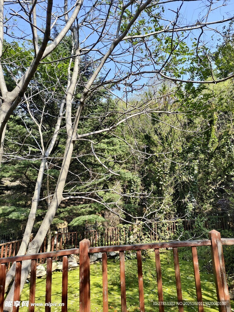 林间木栏处的自然景致