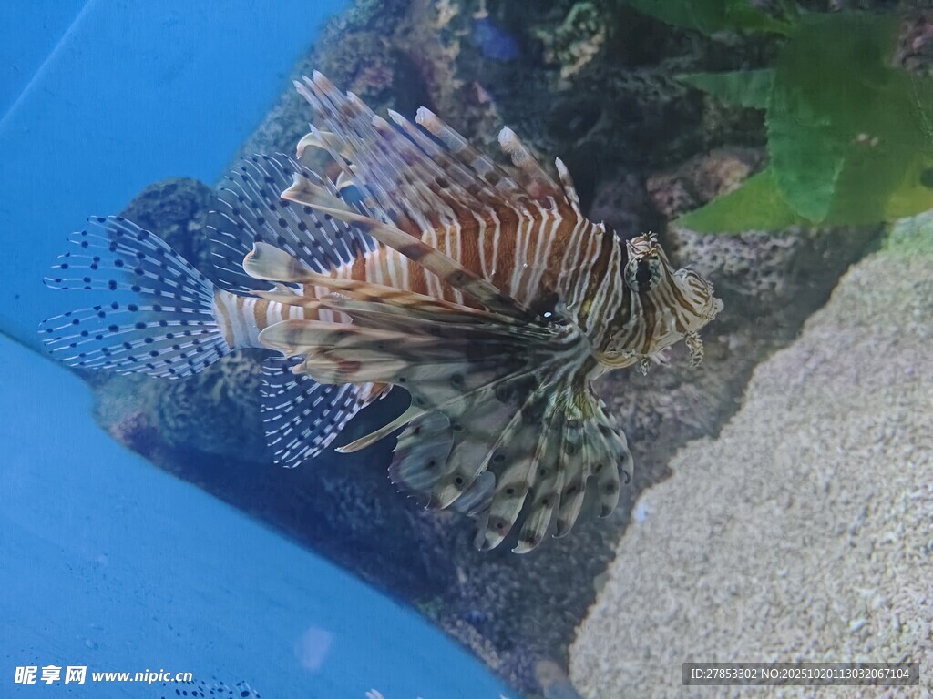 水中斑斓狮子鱼特写