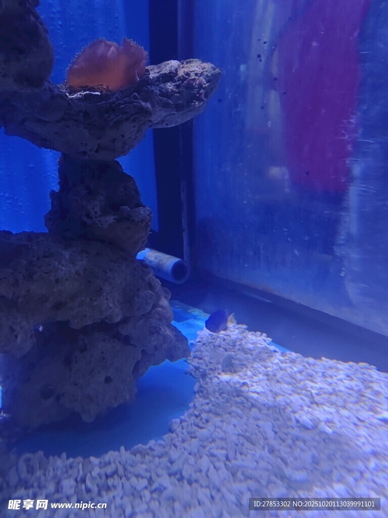 海底礁石景观