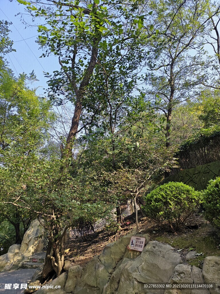 山林间石径旁的绿意景致