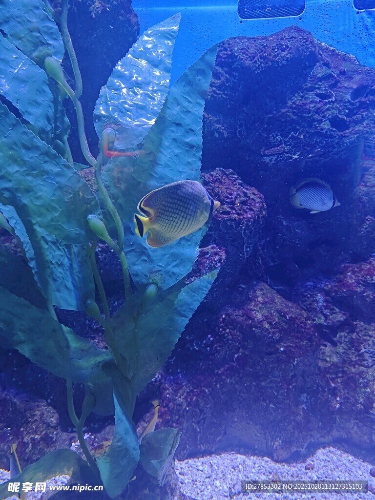 水族馆中畅游的美丽小鱼