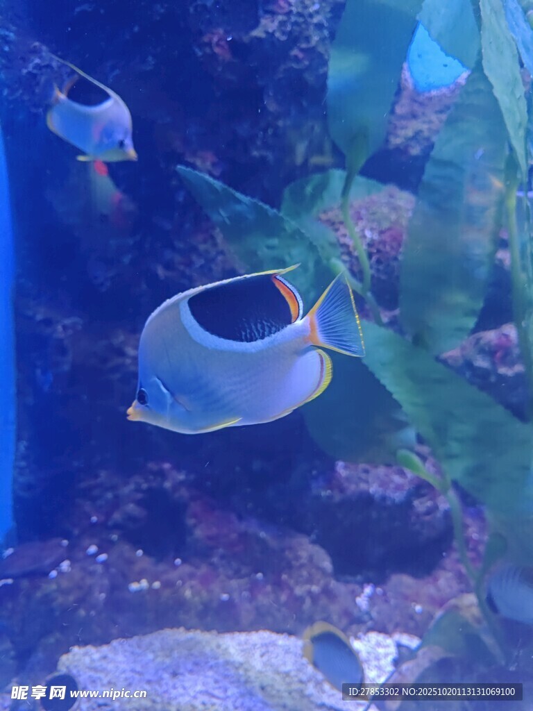 水族馆中的美丽热带鱼