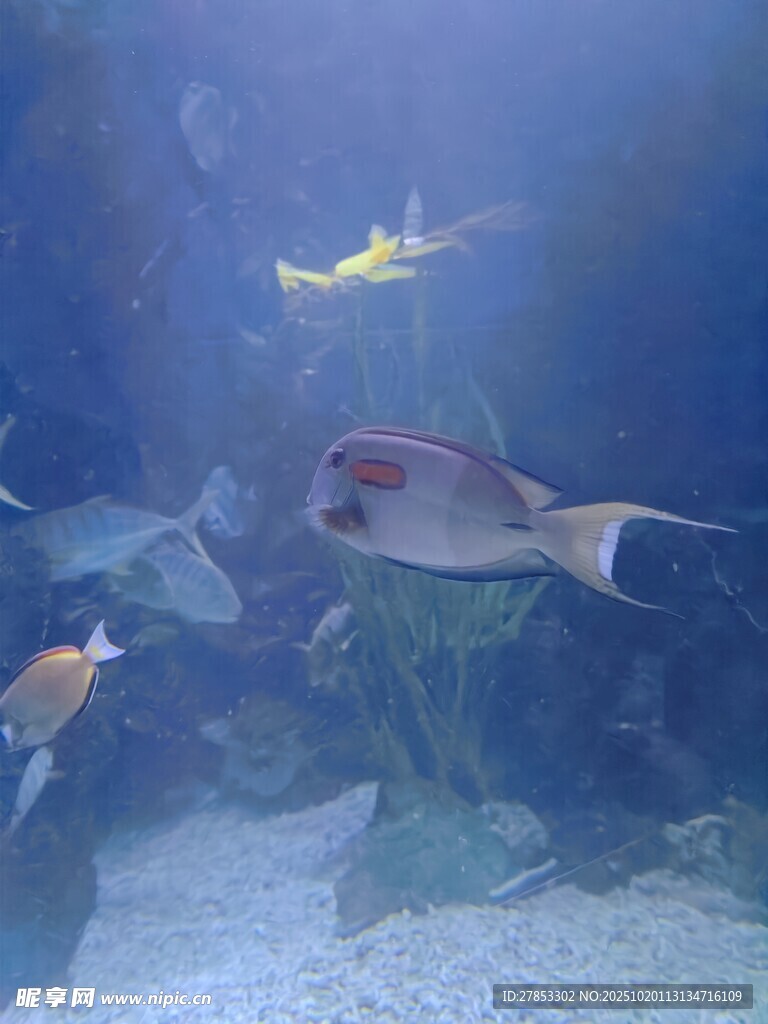 海底世界的多彩鱼类