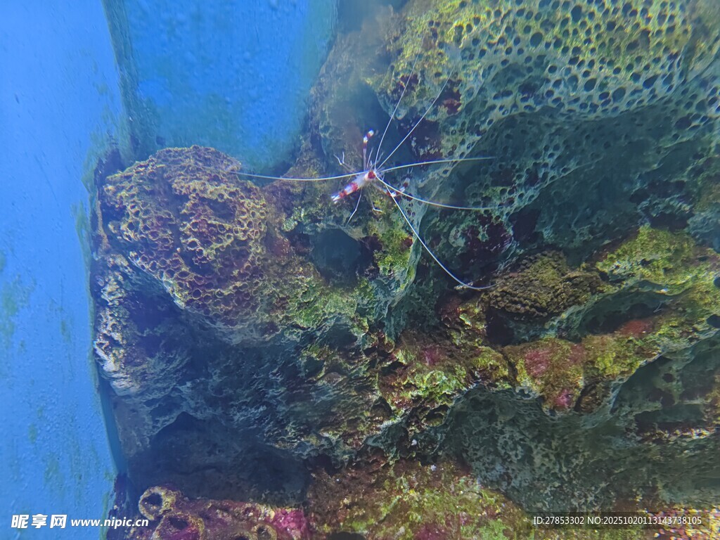 海底斑斓珊瑚景观
