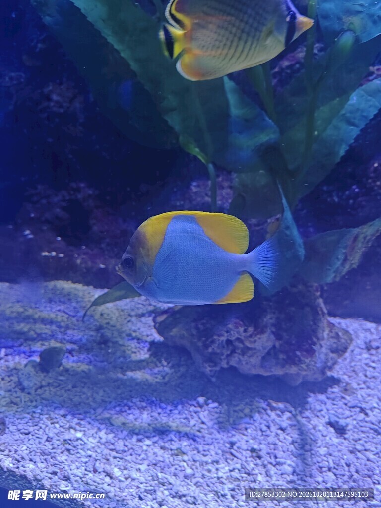 水中彩鱼悠游于珊瑚间