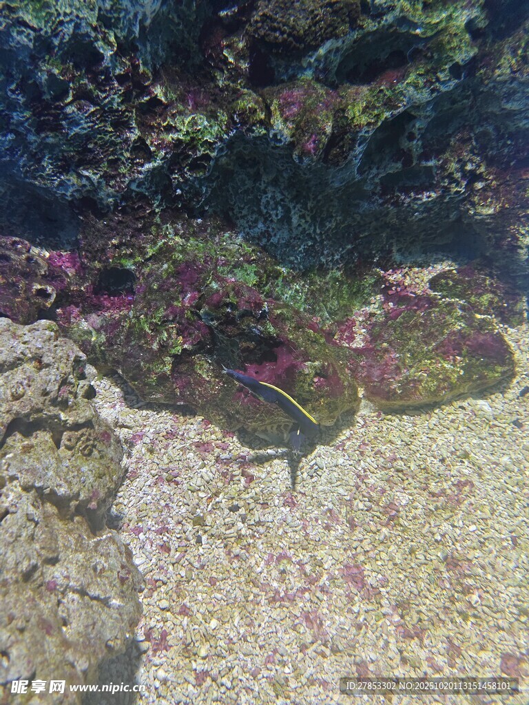 海底多彩珊瑚景观