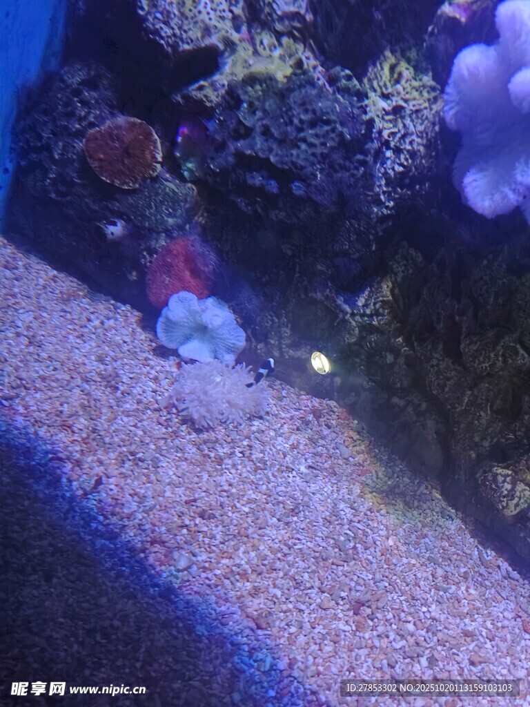 海底珊瑚与小鱼景观