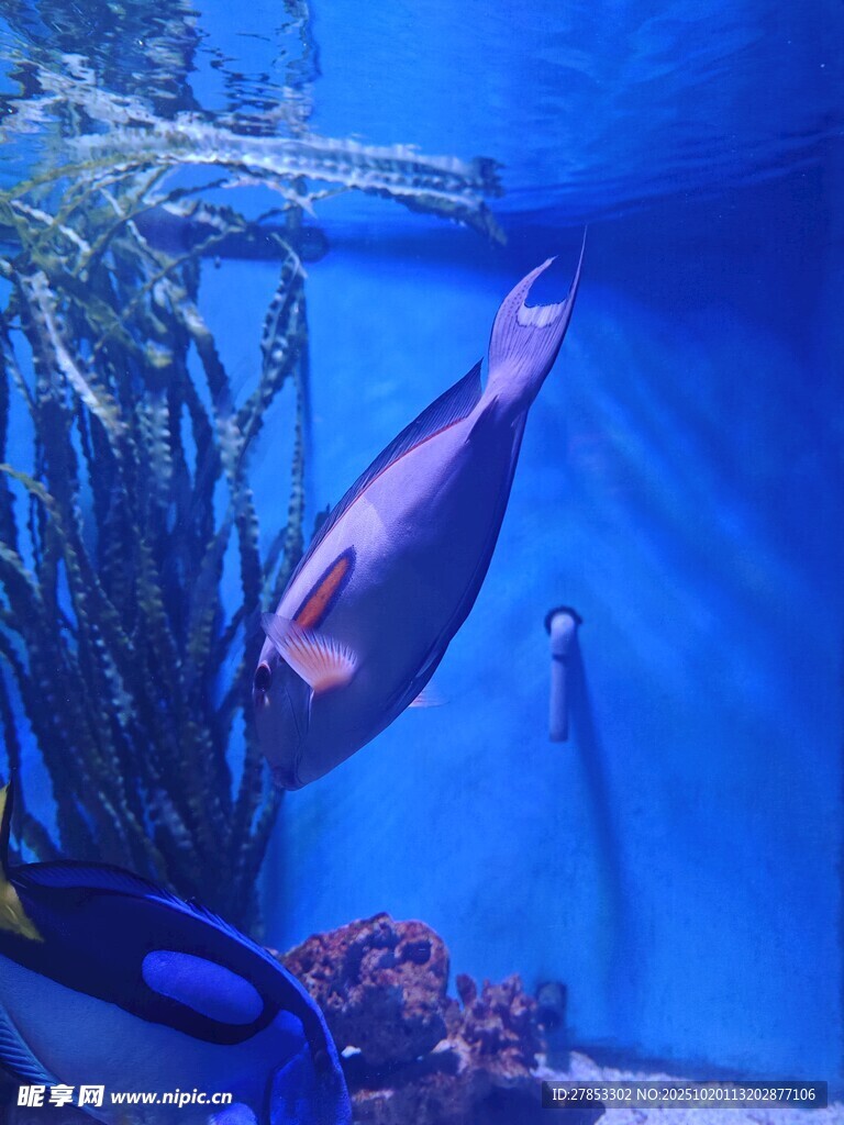 水族馆中悠游的美丽鱼类
