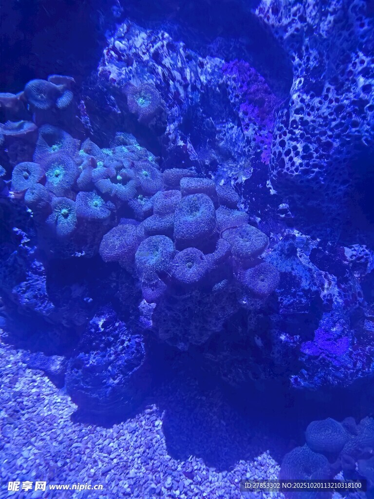 梦幻海底珊瑚景观