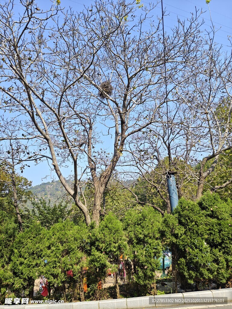 户外树木与繁茂绿植景观