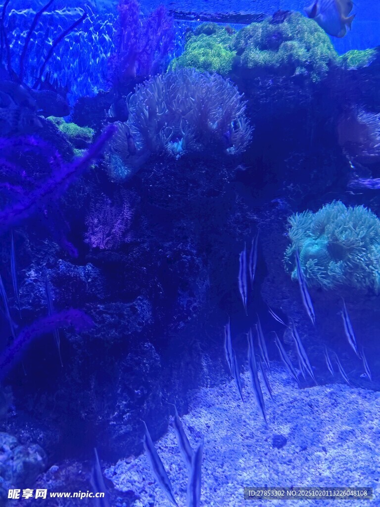 海底奇幻珊瑚景观