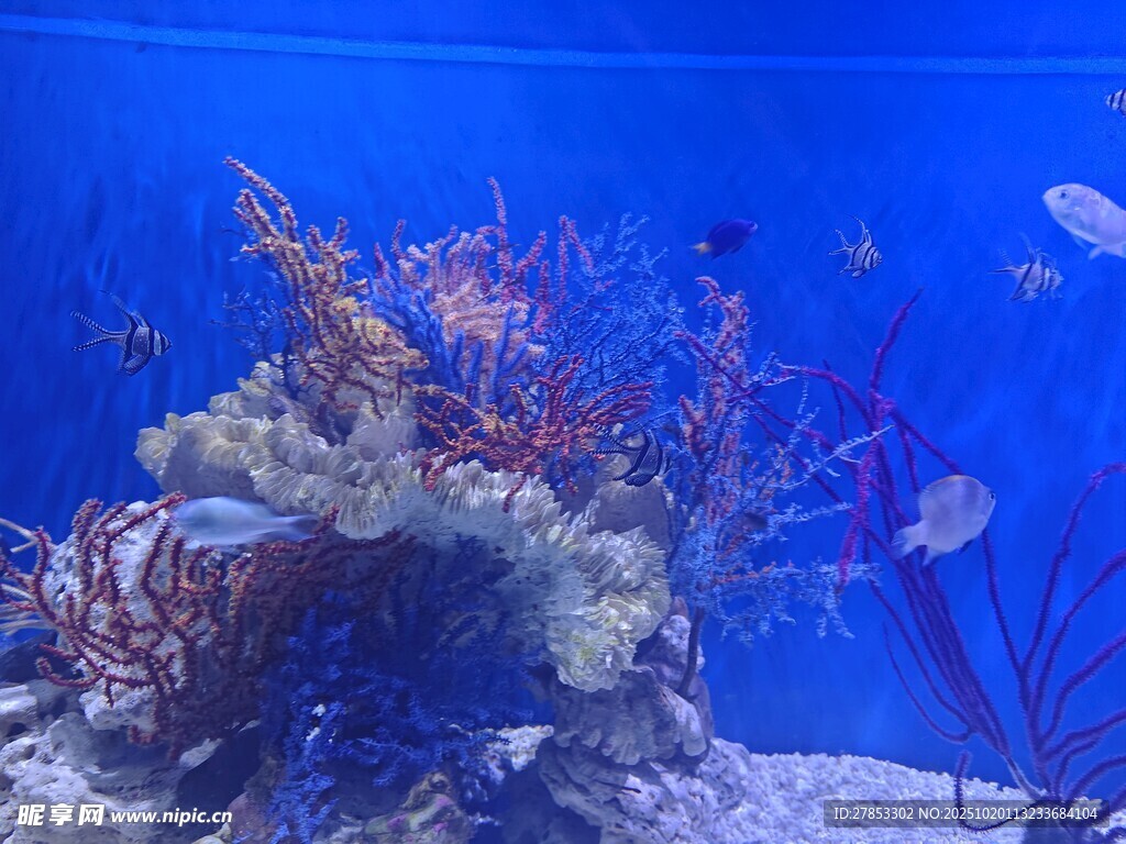 海底珊瑚景观