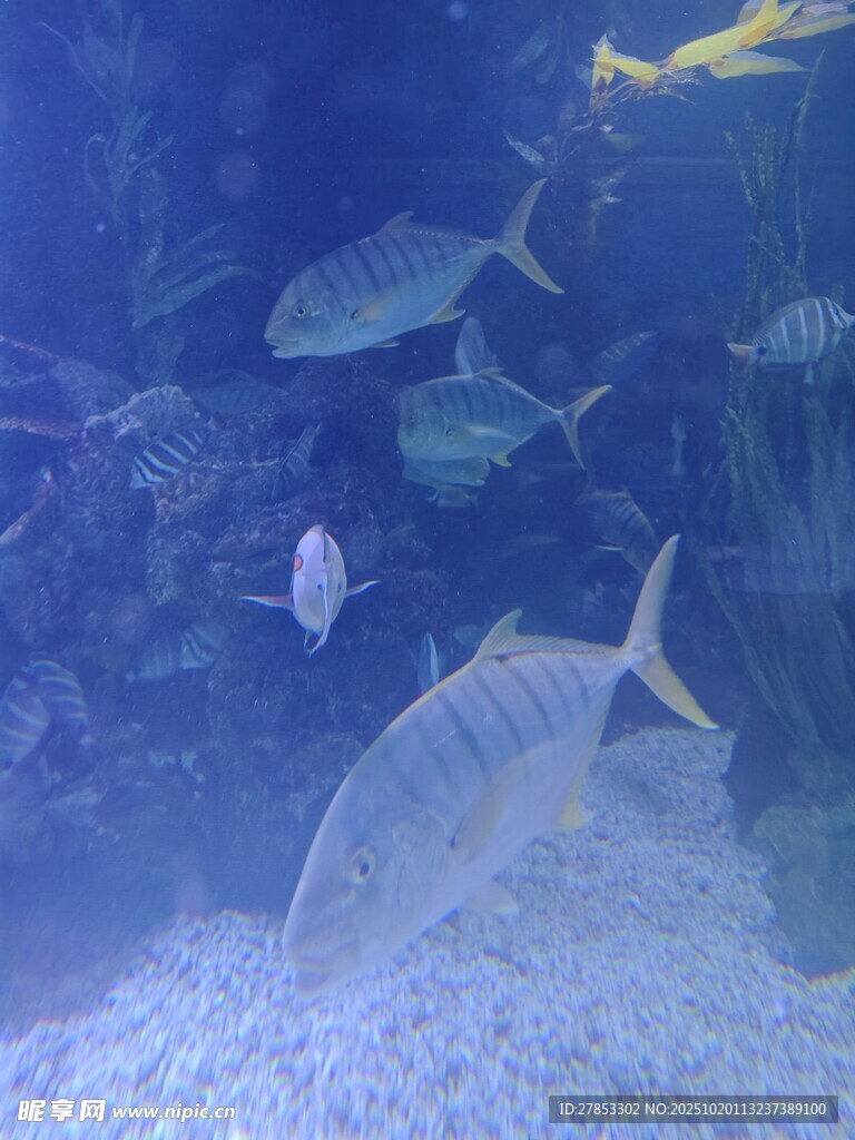 水族馆中游动的多彩鱼类