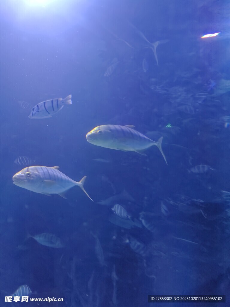 海洋中游动的多彩小鱼