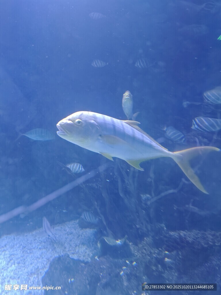 海洋中游动的银色小鱼